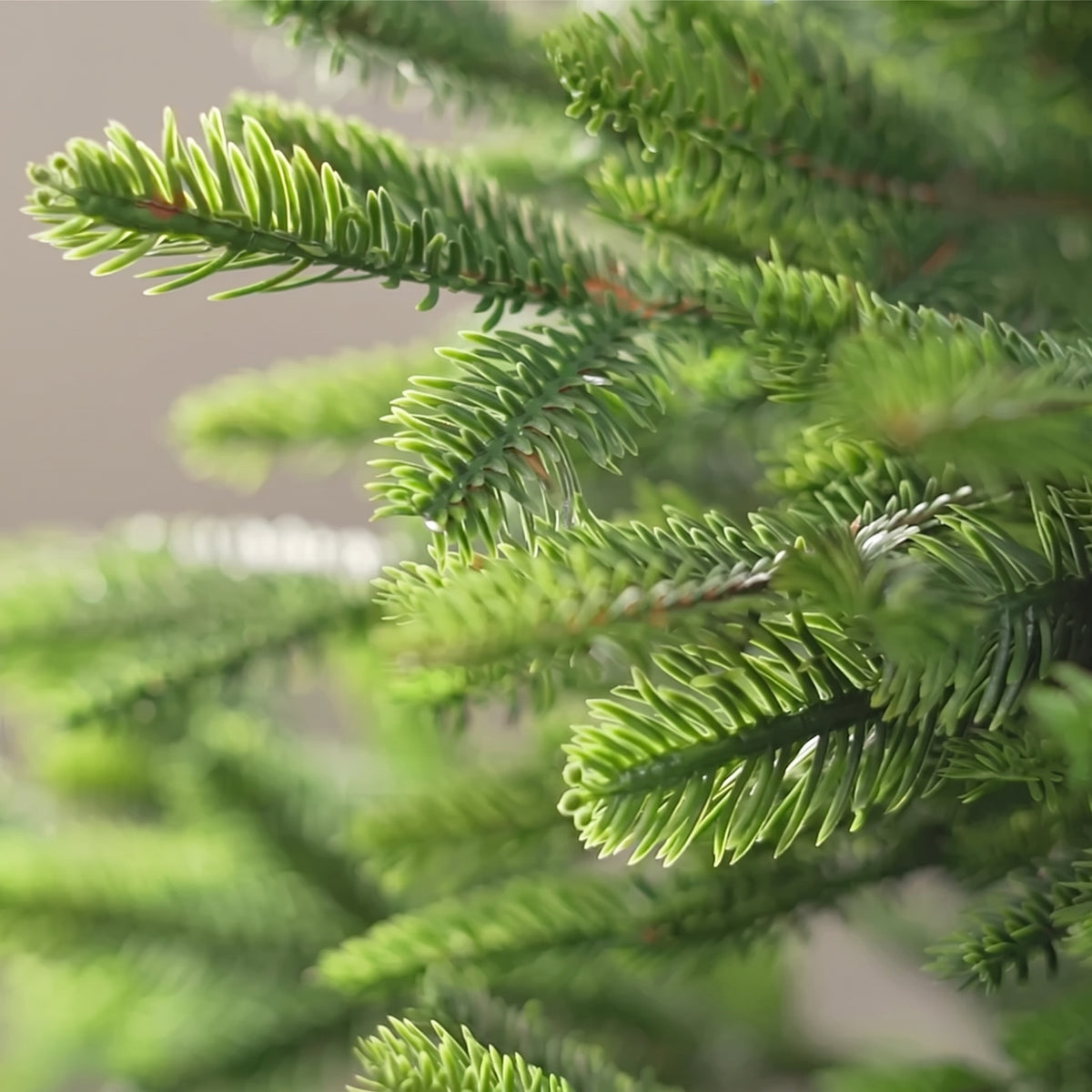 Pre-Lit Cedar Christmas Garland